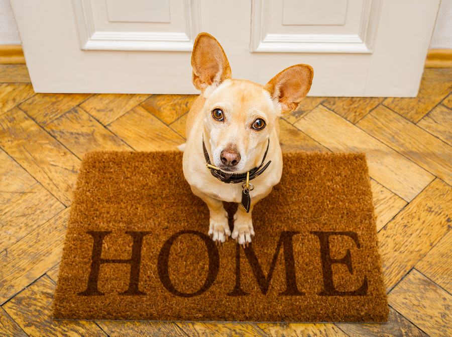 podenco dog waiting for owner to play  and go for a walk on door mat ,behind home door entrance